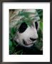 Panda, Wolong, Sichuan, China by Keren Su Limited Edition Print