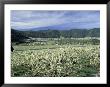 Apple And Pear Orchards In Bloom, Washington, Usa by Jamie & Judy Wild Limited Edition Pricing Art Print