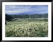 Apple And Pear Orchards In Bloom, Washington, Usa by Jamie & Judy Wild Limited Edition Print