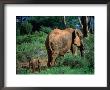 Elephants In The Etosha National Park - Otjozondjupa, Etosha National Park, Namibia by Juliet Coombe Limited Edition Pricing Art Print