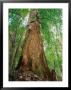 Eucalypt And Sassafras Trees Tarkine, Tasmania, Australia by Rob Blakers Limited Edition Print
