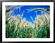 Barley Field In July, Denmark by Martin Lladã³ Limited Edition Print