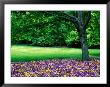 Garden At Cantigny Estate, Winfield, United States Of America by Richard Cummins Limited Edition Pricing Art Print