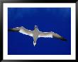 Gannet (Sula Bassana) Flying, Ireland by David Tipling Limited Edition Print