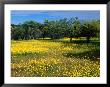 Native Wildflowers Coalseam Conservation Park, Western Australia, Australia by Barnett Ross Limited Edition Pricing Art Print