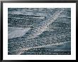 4Wd Tyre Tracks On Sand, Fraser Island, Queensland, Australia by Tony Wheeler Limited Edition Print
