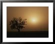 A Baobab Tree (Adansonia Digitata) Silhouetted By The African Sunset by Bobby Model Limited Edition Print