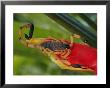 A Scorpion, Native To Costa Rica, Perched On A Red Leaf by Roy Toft Limited Edition Pricing Art Print