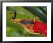 A Scorpion, Native To Costa Rica, Perched On A Red Leaf by Roy Toft Limited Edition Print