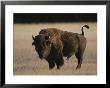 American Bison On Grassland by Norbert Rosing Limited Edition Print
