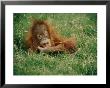 A Captive Juvenile Orangutan Sits In The Tall Grass by Roy Toft Limited Edition Print