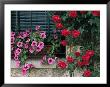 Close View Of Corner Of Window With Petunia Flower Box And Red Roses by Todd Gipstein Limited Edition Print