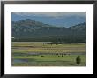 Scenic Wyoming Landscape With Grazing Bison by Norbert Rosing Limited Edition Print