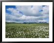 Clouds Over A Green Landscape by Sisse Brimberg Limited Edition Pricing Art Print