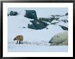 A Red Fox And A Polar Bear Eye Each Other Cautiously On The Hudson Bay Coast by Norbert Rosing Limited Edition Print