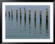 Gulls Perched On Pilings by Robert Madden Limited Edition Print