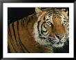 Portrait Of An Indian Tiger by Michael Nichols Limited Edition Pricing Art Print