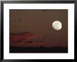 Silhouetted Sandhill Cranes Fly Near An Almost Full Moon by Tom Murphy Limited Edition Print