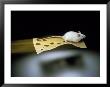 Mouse Flying On Piece Of Swiss Cheese by John T. Wong Limited Edition Print