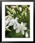 Agapanthus (Polar Ice), Close-Up Of White & Pale Pink Flower Head by Mark Bolton Limited Edition Print