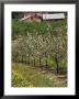 Spring In Apple Orchard, Lublin Upland, Malopolska by Walter Bibikow Limited Edition Print
