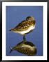 Dunlin, Roosting With Bill Under Wing, Uk by Mark Hamblin Limited Edition Print