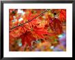 Acer Palmatum Atropurpureum (Blood-Leaf Japenese Maple) by Susie Mccaffrey Limited Edition Print
