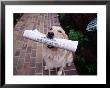 Golden Retriever With Newspaper In Its Mouth by Jim Mcguire Limited Edition Print
