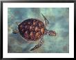 Green Turtle, Java, Indian Ocean by Gerard Soury Limited Edition Print