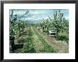 Bee Hives Temporarily Introduced Into Orchard To Assist In Pollination, Oxon by Gordon Maclean Limited Edition Print