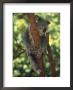 Koala Sleeping In A Tree, Australia by Inga Spence Limited Edition Print