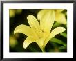 Hemerocallis Thelma Perry (Daylily), Perennial by Mark Bolton Limited Edition Print