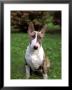 Bull Terrier by Henryk T. Kaiser Limited Edition Print