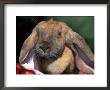 English Lop Rabbit by Lynn M. Stone Limited Edition Pricing Art Print