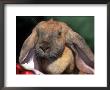 English Lop Rabbit by Lynn M. Stone Limited Edition Print