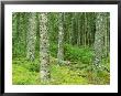 Moss Spruce Trees, Acadia National Park, Duck Brook, Me by Jim Schwabel Limited Edition Print