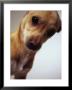 Close-Up Of Dog by Randy Taylor Limited Edition Pricing Art Print