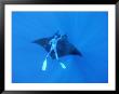 Diver Holds On To Giant Manta Ray, Mexico by Jeff Rotman Limited Edition Pricing Art Print