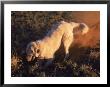 Dog Digging by Amy And Chuck Wiley/Wales Limited Edition Print
