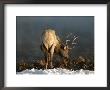 Bull Elk (Cervus Elaphus) Drinking, Yellowstone National Park by Yvette Cardozo Limited Edition Print