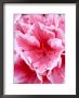 Flowers Azalea Extreme Close-Up Pink And White by Andrew Lord Limited Edition Print