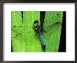 Dragonfly On A Leaf by Harold Wilion Limited Edition Print