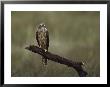 A Northern Harrier Hawk Perches On A Tree Branch by Klaus Nigge Limited Edition Pricing Art Print