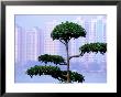 Tree With High-Rise In Background, Kaohsiung, Taiwan by Tom Cockrem Limited Edition Print