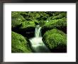 Moss Covered Rocks Along Roaring Fork, Tn by Willard Clay Limited Edition Print
