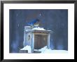 Male Eastern Bluebird On Winter Feeder by Everett Johnson Limited Edition Print