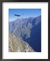 Andean Condor, Juvenile Male In Flight On Morning Thermals, Colca Canyon, Southern Peru by Mark Jones Limited Edition Print