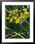 Fennel Foeniculum Vulgaris Purpureum by Mark Bolton Limited Edition Pricing Art Print