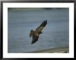 Black Kite In Flight Over Water by Klaus Nigge Limited Edition Print
