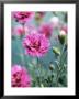 Dianthus Morning Star (Pinks), Pink Flowers On Atop Stems, Whetman Pinks Ltd National Collection by Lynn Keddie Limited Edition Print